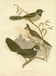 Westlicher Peitschenvogel, 1891